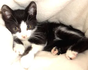 Gato raça SRD idade 2 a 6 meses nome Presley