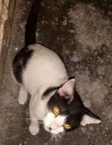 Gato raça - idade 7 a 11 meses nome -