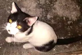 Gato raça - idade 7 a 11 meses nome -