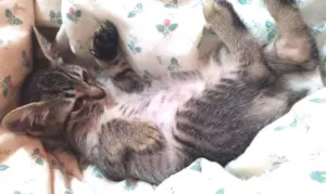 Gato raça Sem raça definida idade 7 a 11 meses nome Bob