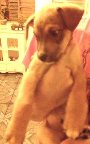 Cachorro raça SRD idade 2 a 6 meses nome Pipoca