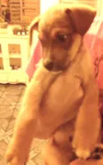 Pipoca