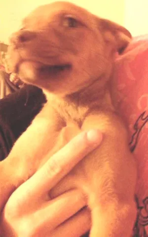 Cachorro raça SRD idade 2 a 6 meses nome Gaia