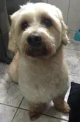 Pimpo