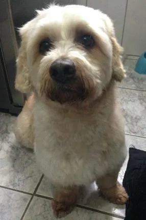 Cachorro ra a Lhasa Apso idade 1 ano nome Pimpo