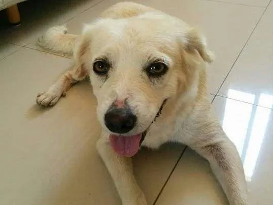Cachorro ra a SRD idade 3 anos nome Lessie