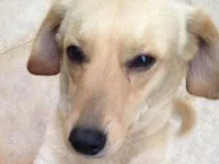 Cachorro raça Vira-lata idade 3 anos nome Zé