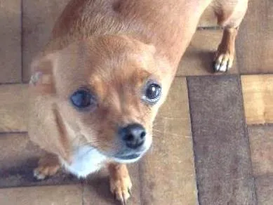 Cachorro ra a Pinscher Mestiça  idade 4 anos nome Pita