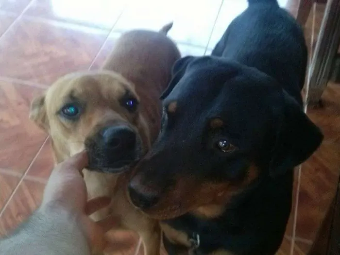 Cachorro raça Rottweiler idade 2 anos nome Negão
