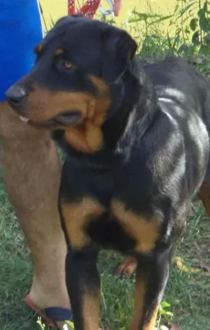 Cachorro raça Rottweiler idade 2 anos nome Negão