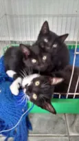Gatinhas