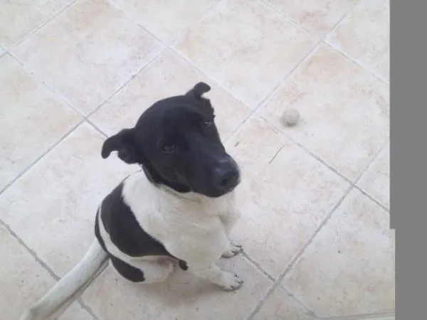 Cachorro ra a Desconhecida idade 1 ano nome Sheik
