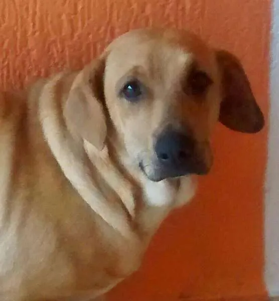 Cachorro ra a Labrador idade 1 ano nome mel