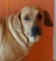 mel