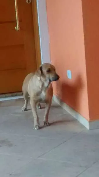 Cachorro ra a Labrador idade 1 ano nome mel