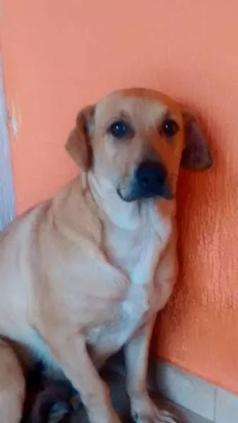 Cachorro ra a Labrador idade 1 ano nome mel