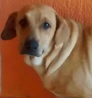 Cachorro raça Labrador idade 1 ano nome mel