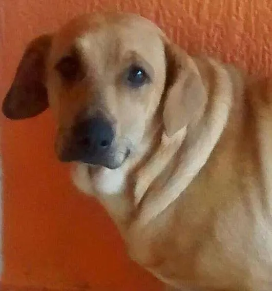 Cachorro ra a Labrador idade 1 ano nome mel