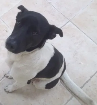 Cachorro ra a Desconhecida idade 1 ano nome Sheik
