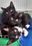 Gatinhas