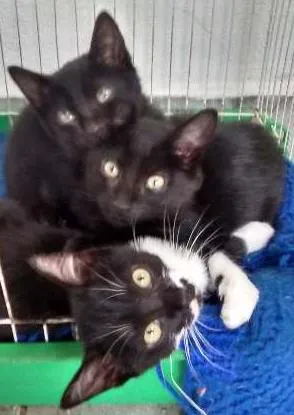 Gato ra a Indefinido idade 2 a 6 meses nome Gatinhas