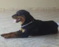 Negão