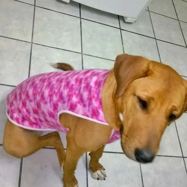 Cachorro raça Sem Raça Definida idade 2 anos nome Mel