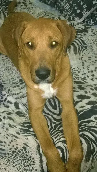 Cachorro raça Sem Raça Definida idade 2 anos nome Mel