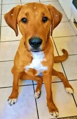 Cachorro raça Sem Raça Definida idade 2 anos nome Mel