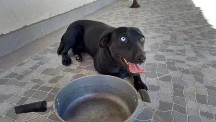 Cachorro ra a SRD idade 1 ano nome Lilly