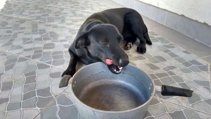 Cachorro ra a SRD idade 1 ano nome Lilly