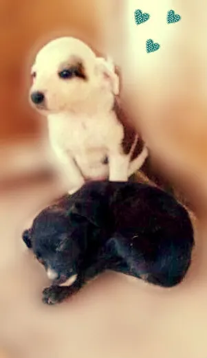 Cachorro ra a vira lata idade Abaixo de 2 meses nome Urgente casal de fi