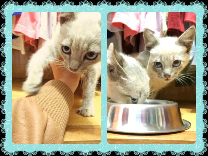 Gato ra a Siamês idade Abaixo de 2 meses nome Filhote