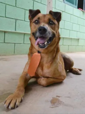 Cachorro raça SRD idade 5 anos nome BÓRIS
