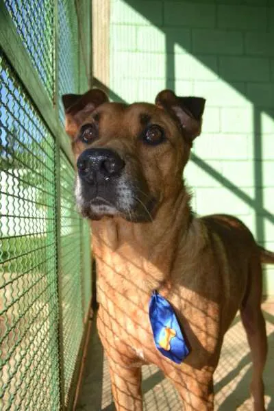 Cachorro ra a SRD idade 5 anos nome BÓRIS