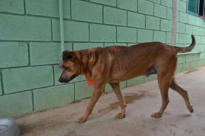 Cachorro ra a SRD idade 5 anos nome BÓRIS