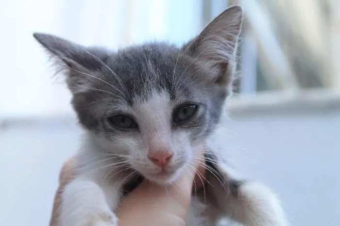 Gato ra a SRD idade  nome Boo, Nino e Tarantino