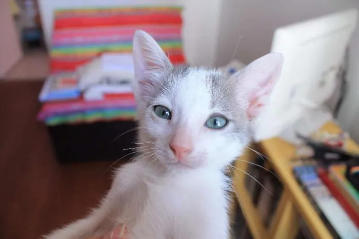 Gato ra a SRD idade  nome Boo, Nino e Tarantino