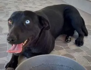 Cachorro raça SRD idade 1 ano nome Lilly