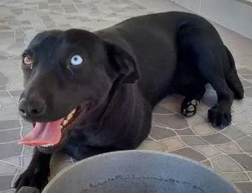 Cachorro ra a SRD idade 1 ano nome Lilly