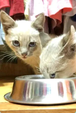 Gato raça Siamês idade Abaixo de 2 meses nome Filhote