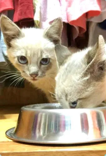 Gato ra a Siamês idade Abaixo de 2 meses nome Filhote