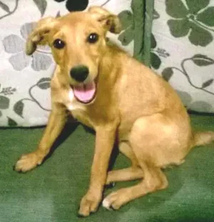 Cachorro raça SRD idade 2 a 6 meses nome Nina