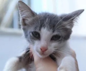 Gato raça SRD idade  nome Boo, Nino e Tarantino