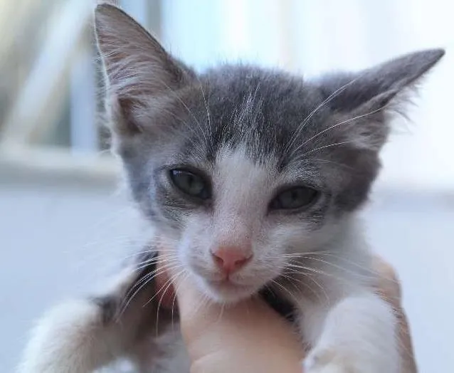 Gato ra a SRD idade  nome Boo, Nino e Tarantino