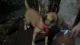Haila