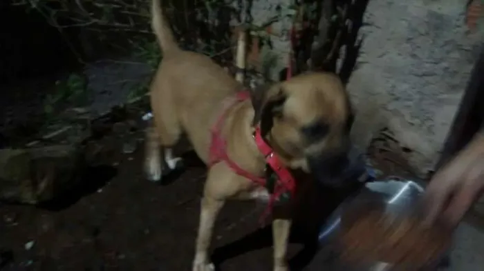 Cachorro raça labrador com Pitt bul idade 6 ou mais anos nome Haila