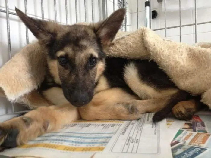 Cachorro ra a SRD idade 2 a 6 meses nome Pedro