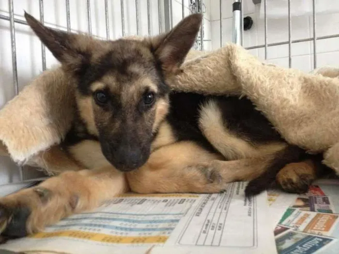 Cachorro ra a SRD idade 2 a 6 meses nome Pedro