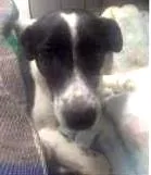 Cachorro raça SRD idade 7 a 11 meses nome Bob Anjo